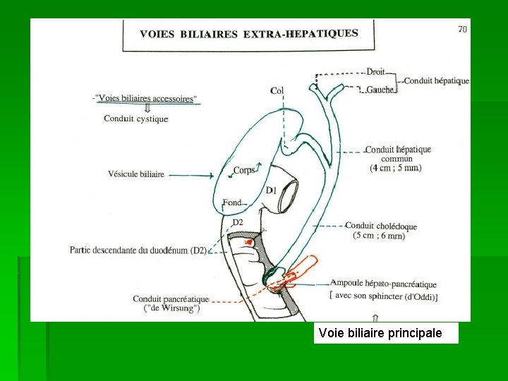 Voie biliaire principale 