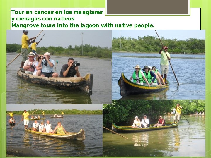 Tour en canoas en los manglares y cienagas con nativos Mangrove tours into the