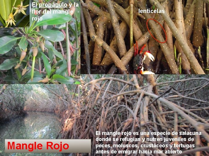 El propágulo y la flor del mangle rojo Mangle Rojo lenticelas El mangle rojo