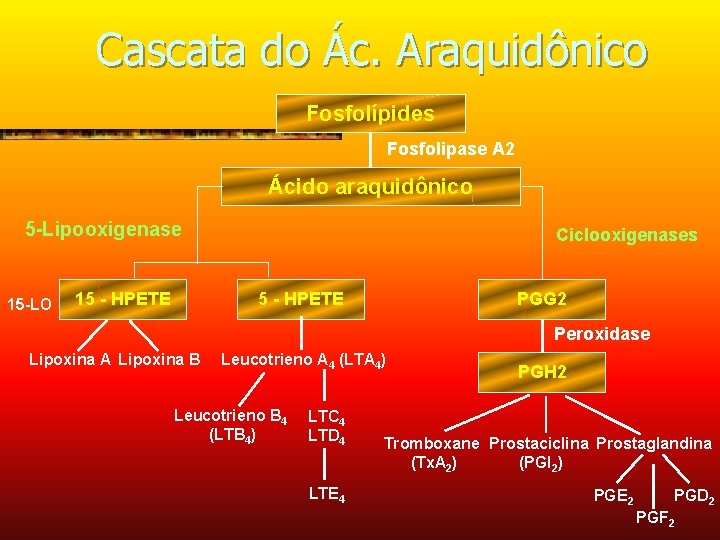 Cascata do Ác. Araquidônico Fosfolípides Fosfolipase A 2 Ácido araquidônico 5 -Lipooxigenase 15 -LO