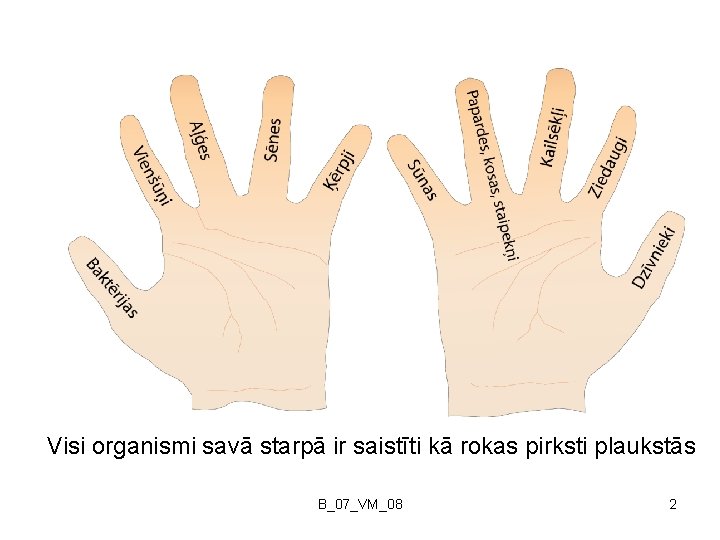 Visi organismi savā starpā ir saistīti kā rokas pirksti plaukstās B_07_VM_08 2 