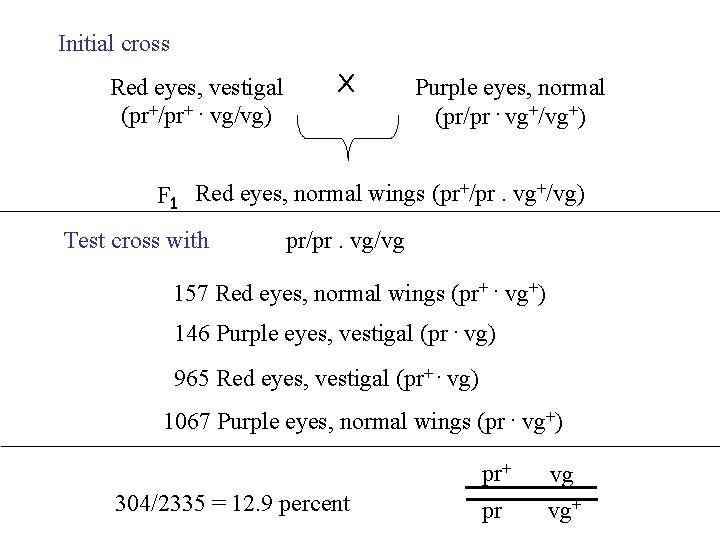 Initial cross Red eyes, vestigal (pr+/pr+. vg/vg) X Purple eyes, normal (pr/pr. vg+/vg+) F