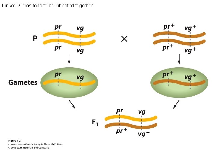 Linked alleles tend to be inherited together 