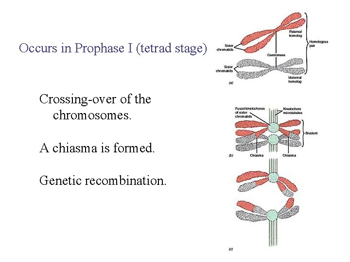Occurs in Prophase I (tetrad stage) Crossing-over of the chromosomes. A chiasma is formed.