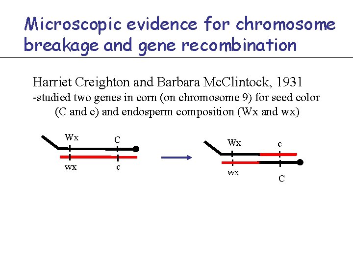 Microscopic evidence for chromosome breakage and gene recombination Harriet Creighton and Barbara Mc. Clintock,
