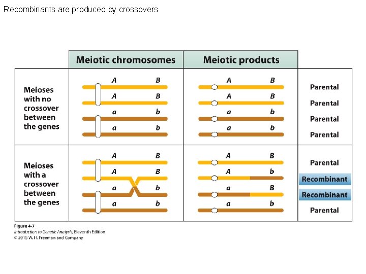 Recombinants are produced by crossovers 