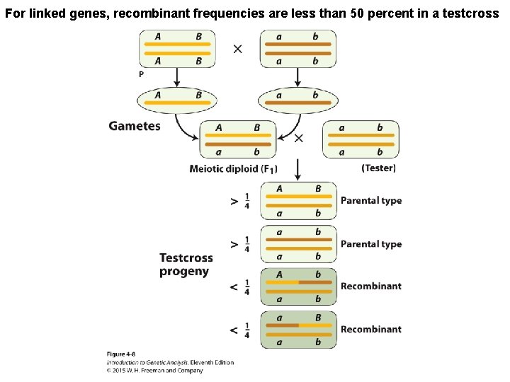 For linked genes, recombinant frequencies are less than 50 percent in a testcross 