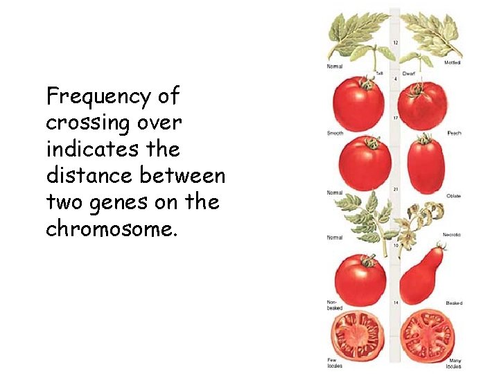 Frequency of crossing over indicates the distance between two genes on the chromosome. 