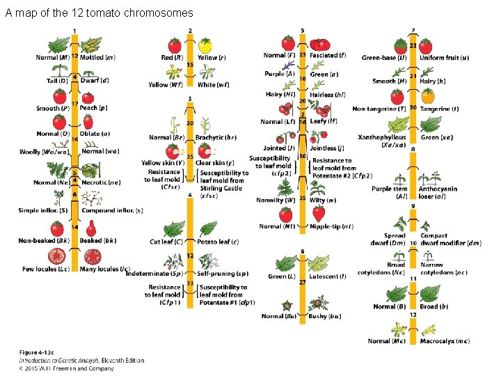 A map of the 12 tomato chromosomes 