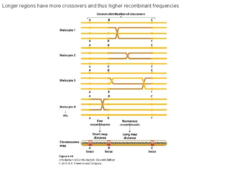 Longer regions have more crossovers and thus higher recombinant frequencies 