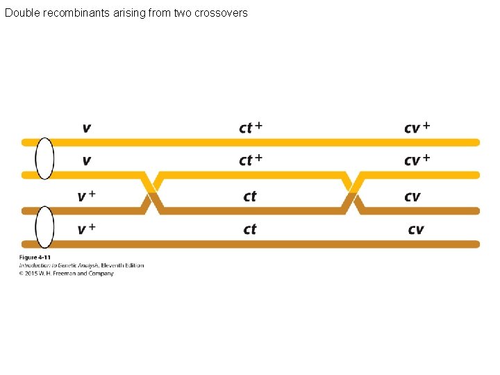 Double recombinants arising from two crossovers 