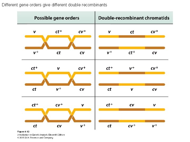 Different gene orders give different double recombinants 