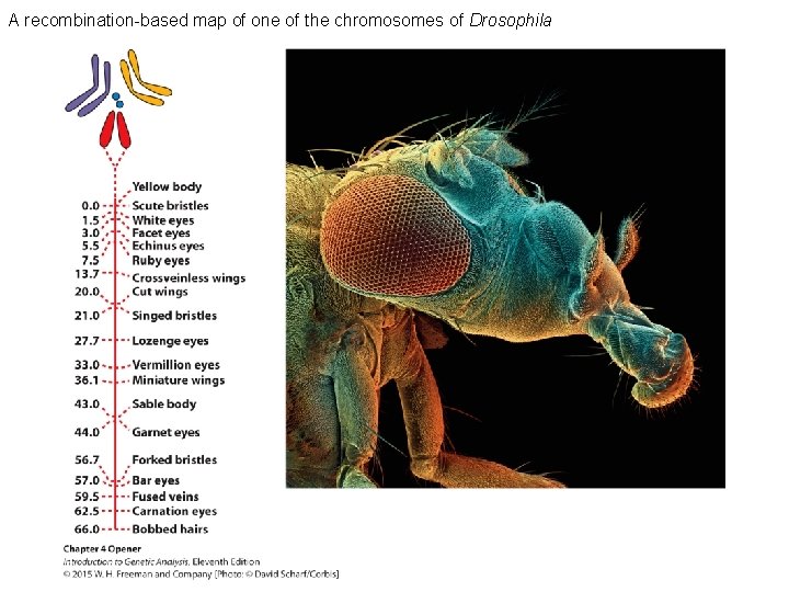 A recombination-based map of one of the chromosomes of Drosophila 