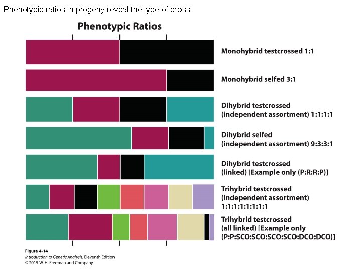 Phenotypic ratios in progeny reveal the type of cross 