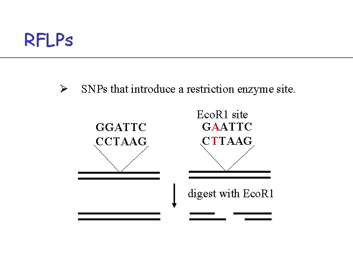 RFLPs Ø SNPs that introduce a restriction enzyme site. GGATTC CCTAAG Eco. R 1