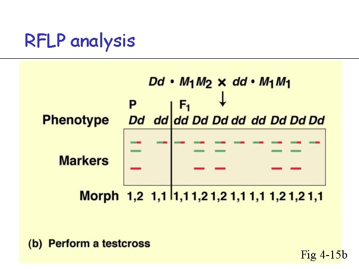 RFLP analysis Fig 4 -15 b 