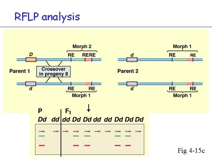 RFLP analysis Fig 4 -15 c 