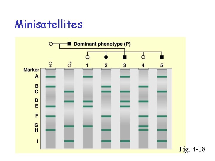 Minisatellites Fig. 4 -18 