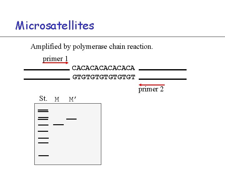 Microsatellites Amplified by polymerase chain reaction. primer 1 CACACACA GTGTGTGT primer 2 St. M
