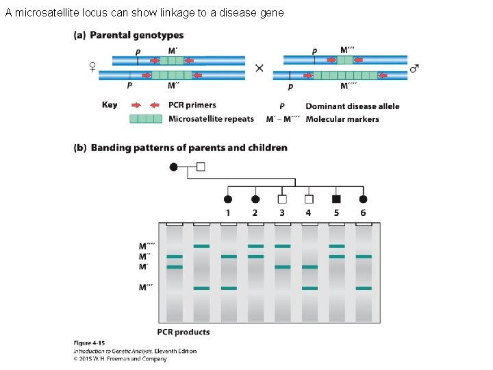 A microsatellite locus can show linkage to a disease gene 