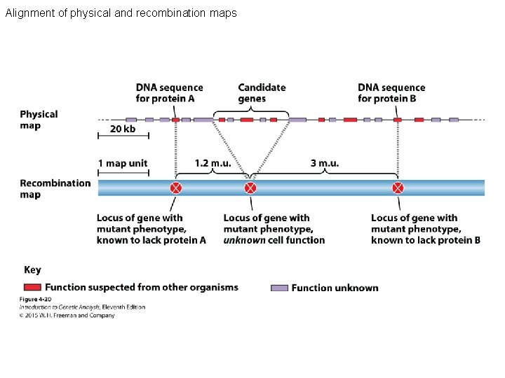 Alignment of physical and recombination maps 