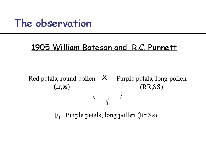 The observation 1905 William Bateson and R. C. Punnett Red petals, round pollen X