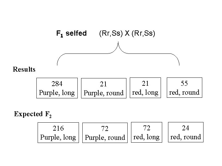 F 1 selfed (Rr, Ss) X (Rr, Ss) Results 284 Purple, long 21 Purple,