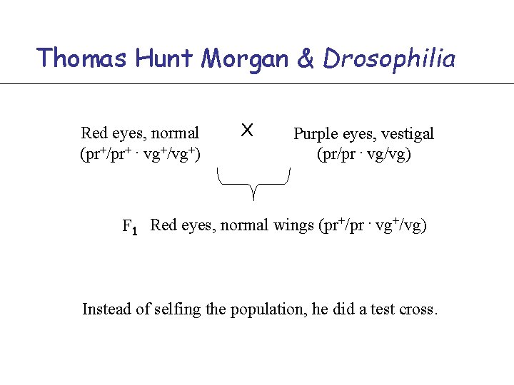 Thomas Hunt Morgan & Drosophilia Red eyes, normal (pr+/pr+. vg+/vg+) X Purple eyes, vestigal