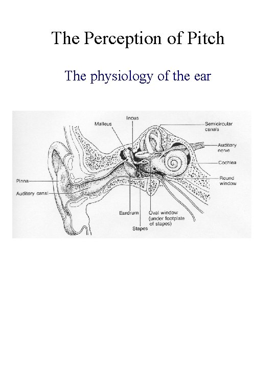 The Perception of Pitch The physiology of the ear 