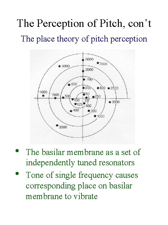The Perception of Pitch, con’t The place theory of pitch perception • • The