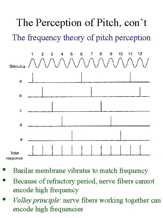 The Perception of Pitch, con’t The frequency theory of pitch perception • • •