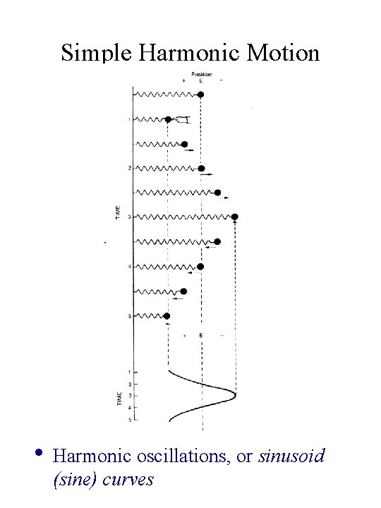 Simple Harmonic Motion • Harmonic oscillations, or sinusoid (sine) curves 