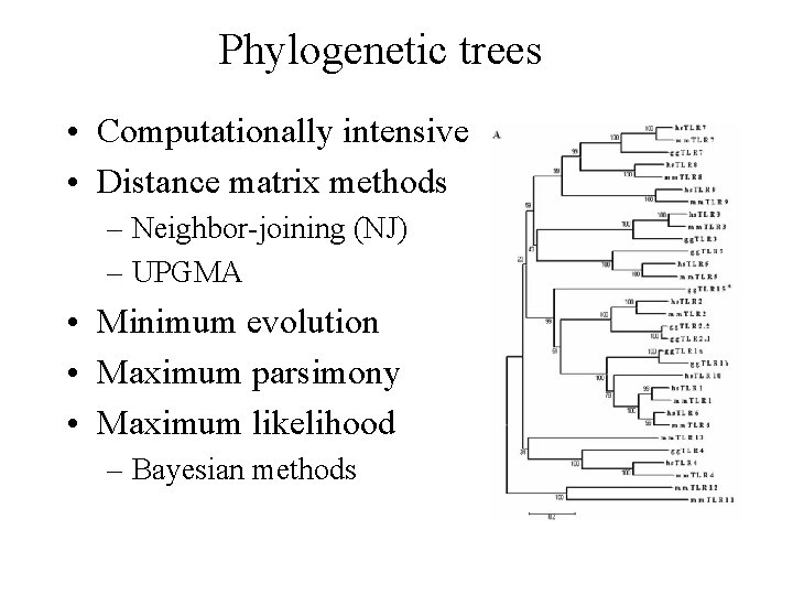 Phylogenetic trees • Computationally intensive • Distance matrix methods – Neighbor-joining (NJ) – UPGMA