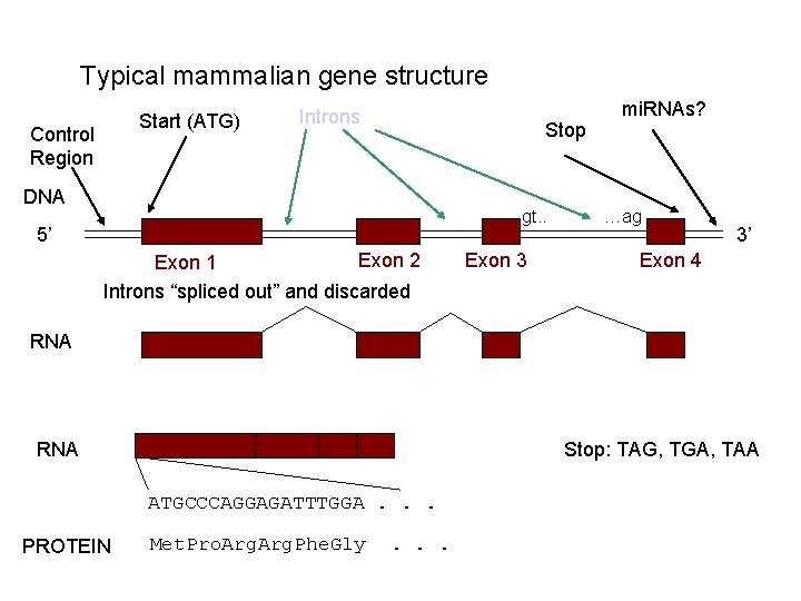Typical mammalian gene structure Start (ATG) Control Region Introns Stop DNA gt. . 5’