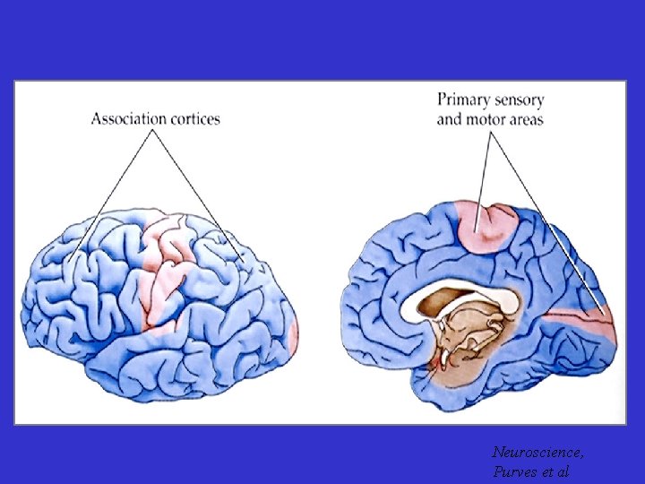 Neuroscience, Purves et al 