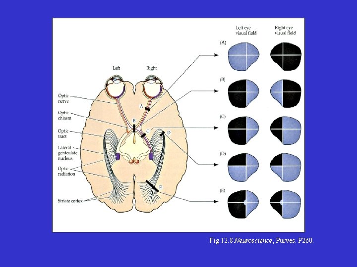 Fig 12. 8 Neuroscience, Purves. P 260. 