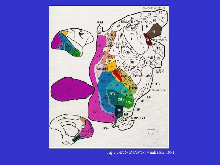 Fig 2 Cerebral Cortex, Van. Essen. 1991. 
