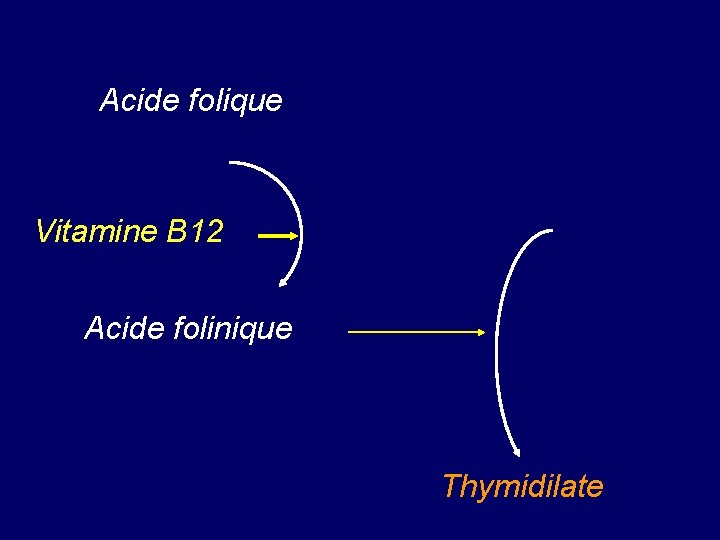 Acide folique Vitamine B 12 Acide folinique Thymidilate 