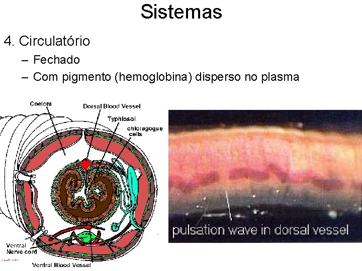 Sistemas 4. Circulatório – Fechado – Com pigmento (hemoglobina) disperso no plasma 