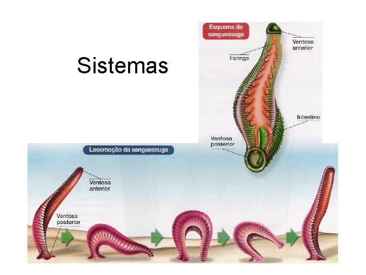 Sistemas 