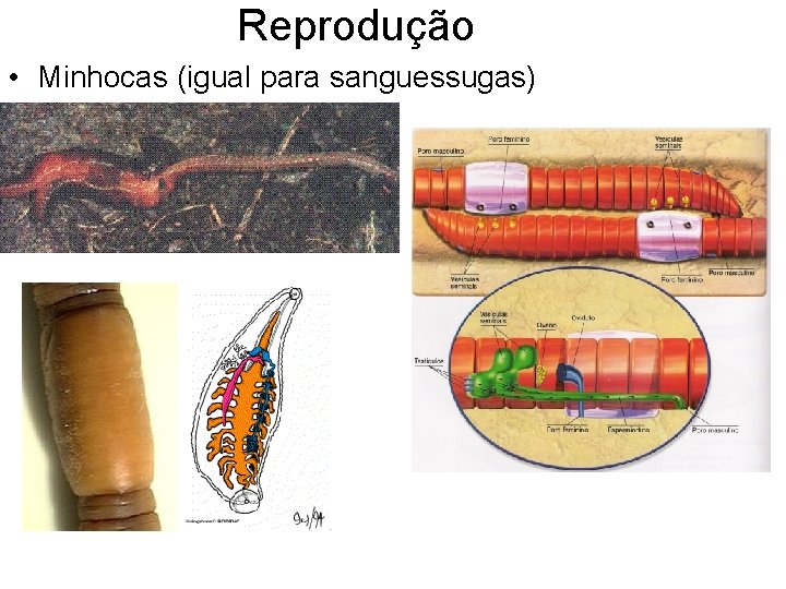 Reprodução • Minhocas (igual para sanguessugas) 