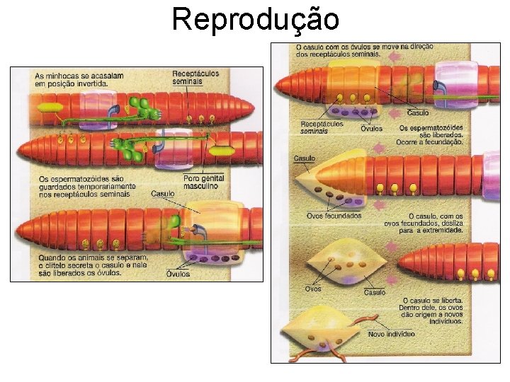 Reprodução 