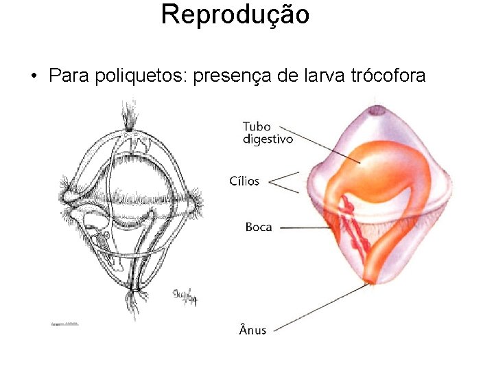 Reprodução • Para poliquetos: presença de larva trócofora 