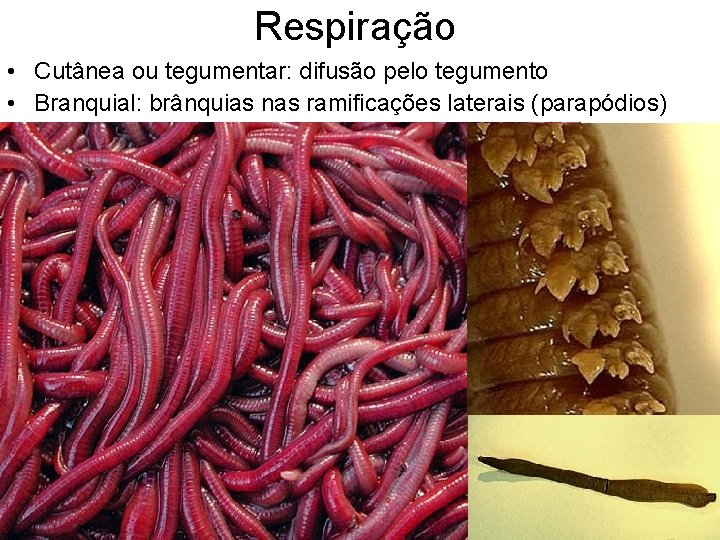 Respiração • Cutânea ou tegumentar: difusão pelo tegumento • Branquial: brânquias nas ramificações laterais