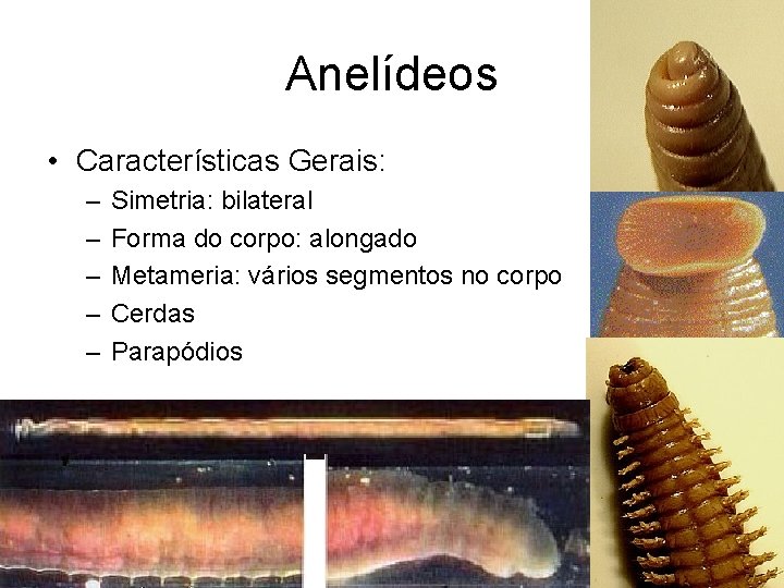 Anelídeos • Características Gerais: – – – Simetria: bilateral Forma do corpo: alongado Metameria: