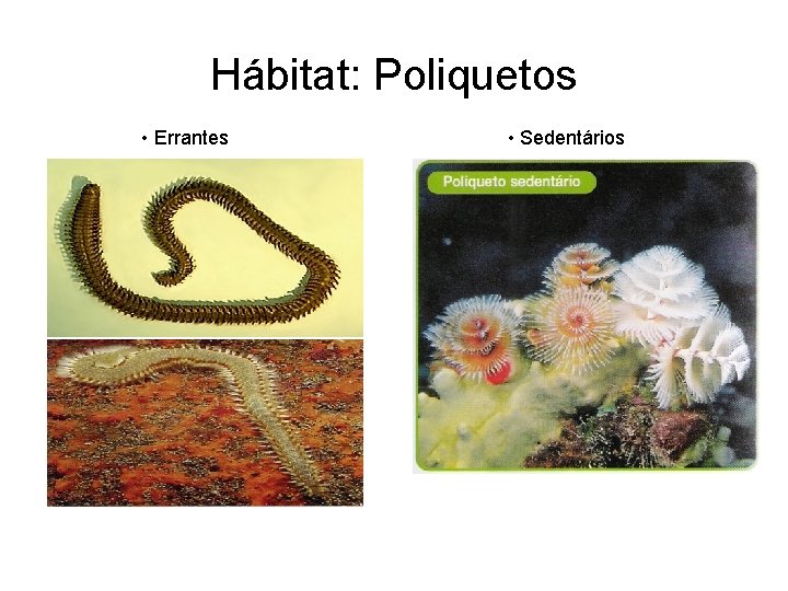Hábitat: Poliquetos • Errantes • Sedentários 