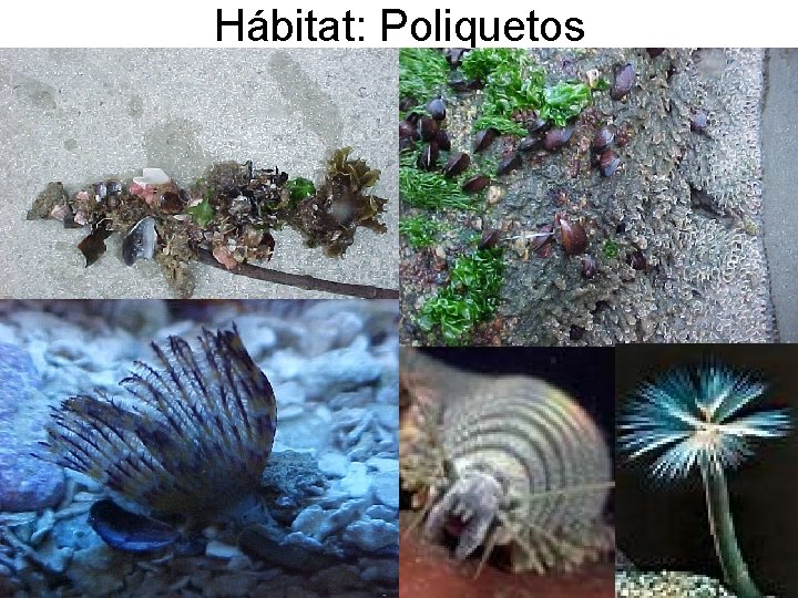 Hábitat: Poliquetos 