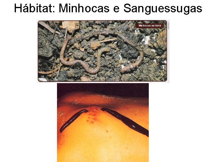 Hábitat: Minhocas e Sanguessugas 