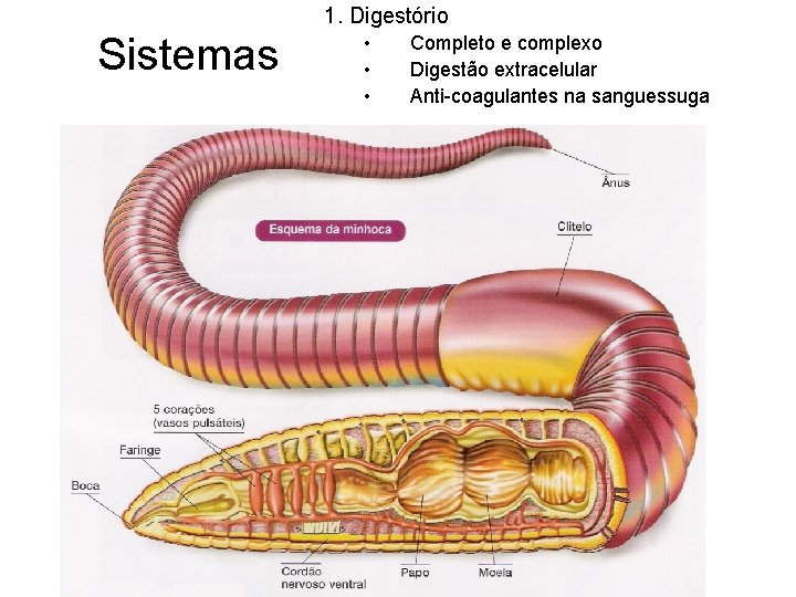 1. Digestório Sistemas • • • Completo e complexo Digestão extracelular Anti-coagulantes na sanguessuga