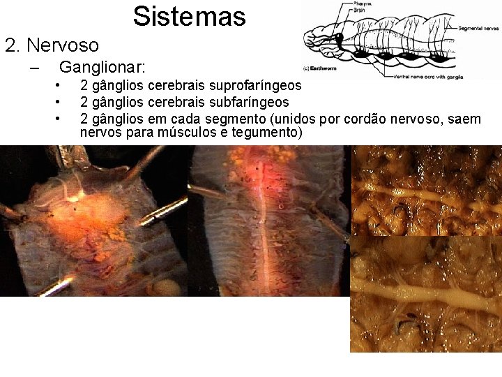 Sistemas 2. Nervoso – Ganglionar: • • • 2 gânglios cerebrais suprofaríngeos 2 gânglios